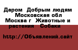 Даром. Добрым людям! - Московская обл., Москва г. Животные и растения » Собаки   